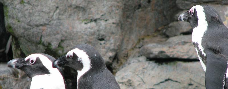 2008-09-27_Mystic_Aquarium 012_1.jpg